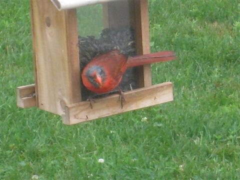  NORTHERN CARDINAL 